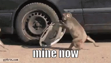 Monkey stealing a hubcap — 'mine now' meme